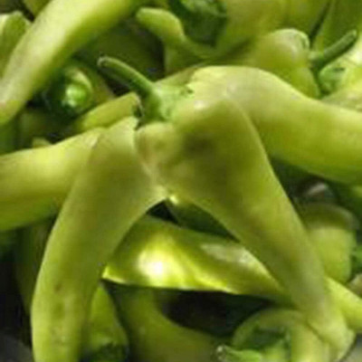 KNESSiN Spice Chilli Pepper Seed(200 per packet)