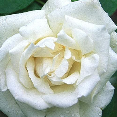 Qualtivate RES-3A White Rose Seeds Seed(25 per packet)