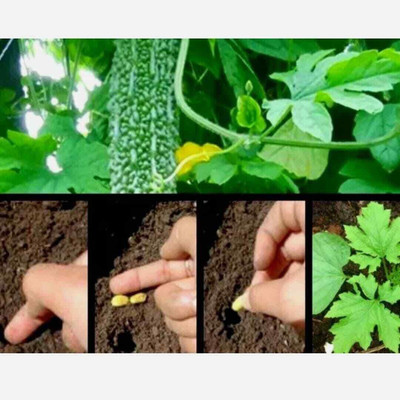 Quentova Balsam Pear,Bitter Gourd Seeds-NDIR Seed(75 per packet)