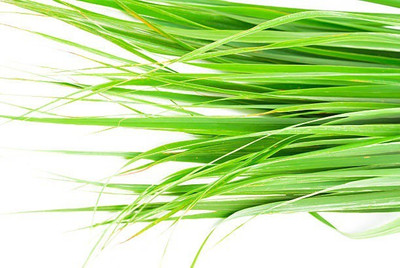 VibeX PAU-11 - Hybrid Lemongrass - (750 Seeds) Seed(750 per packet)