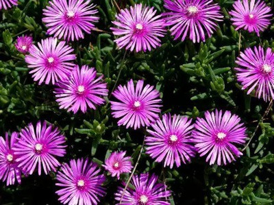 Aro Ice plant Seed(230 per packet)