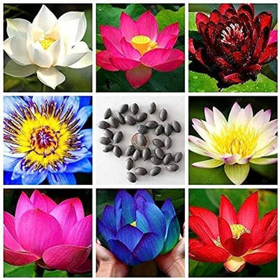 LPR LOTUS , KAMAL KATTA Seed(25 per packet)