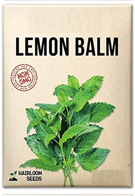 WILLVINE Hybrid Lemon Balm-1250 Seeds Seed(1250 per packet)
