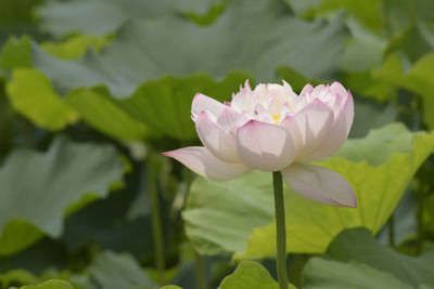 HYBRID MAKHAN GRASS SEEDS lotus,kamal seeds Seed(10 per packet)