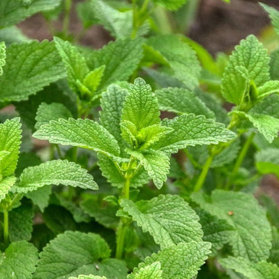 Qualtivate GBPT-9A Lemon Balm Melissa officinalis Seeds Seed(200 per packet)