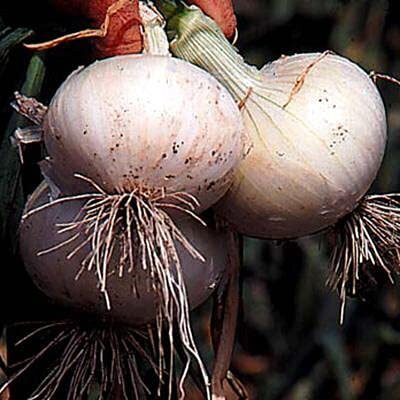 Aywal Small Shallot White Onion Seed(10000 per packet)