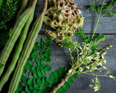 CYBEXIS XL-46 - Moringa Tree (Moringa oleifera) - (1350 Seeds) Seed(1350 per packet)