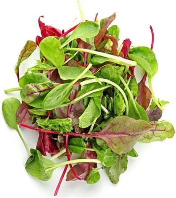 VibeX ® RXI-661 Lettuce Mixed Mesclun Baby Greens-Reds Seed(200 per packet)