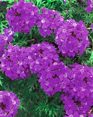 Aywal Verbena Mix Seed(40 per packet)