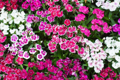 the green dotcom Sweet William Flower Seed(64 per packet)