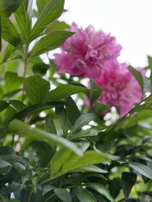 XOLDAA balsam frower Seed(20 per packet)