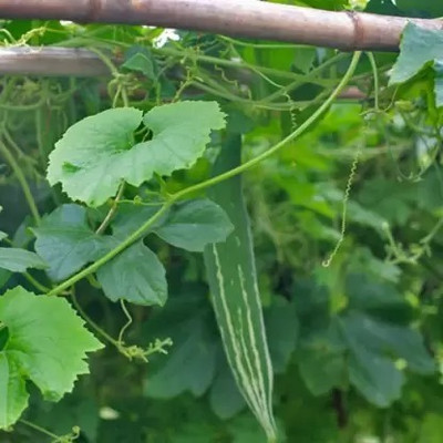 MAA Snake Gourd, Chichinda Seed(10 per packet)