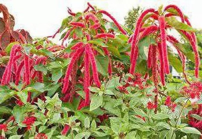 Aro Amaranthus Seed(120 per packet)
