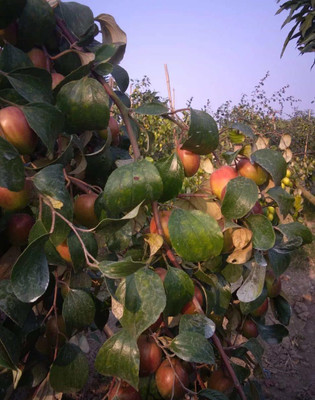 MKR Enterprises Apple Seed(10 per packet)