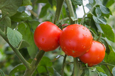 seedagro tomato Seed(130 per packet)