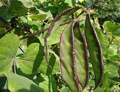 KNESSiN Flat Beans Seed(50 per packet)