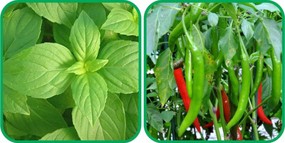 WILLVINE PUAS -VI Chilli And Lemon Basil[25gm, 5000 Seeds] Seed(5000 per packet)