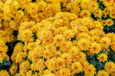 SCOTMEN marigold,gende ka phool seeds Seed(21 per packet)