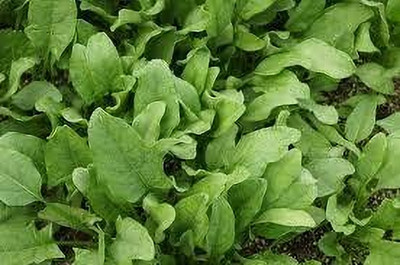 BJUBAS hybrid palak seeds pack of 104 Seed(104 per packet)