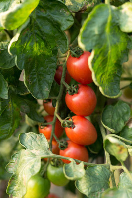 ME Traders tomato Seed(70 per packet)