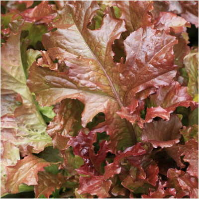 CYBEXIS KGF -71 - Hybrid Lettuce - (1350 Seeds) Seed(1350 per packet)