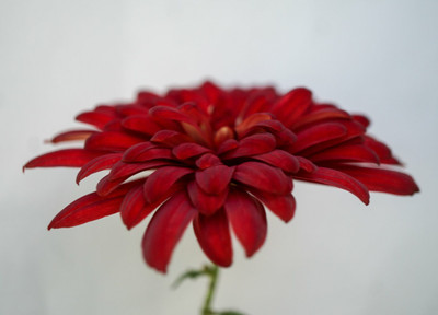 Quentova DOREEN STRAYHAM CHRYSANTHEMUM-22V-VDI Seed(75 per packet)