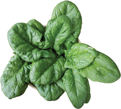 CYBEXIS VXI-53 - Persius Spinach - (750 Seeds) Seed(750 per packet)