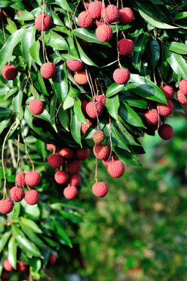MAA LITCHI,LICHEE,LYCHEE Seed(10 per packet)