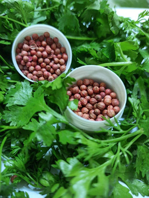 KNESSiN Coriander/Cilantro/Chinese Parsley/Dhania Herbs-{2000 Seeds} Seed(2000 per packet)