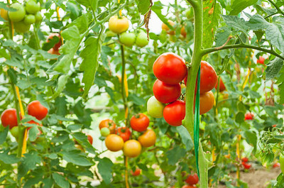 CRGO tomato Seed(145 per packet)