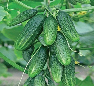 WILLVINE GUA-601 Cucumber Bush Gherkin Early Pickling Seed(200 per packet)
