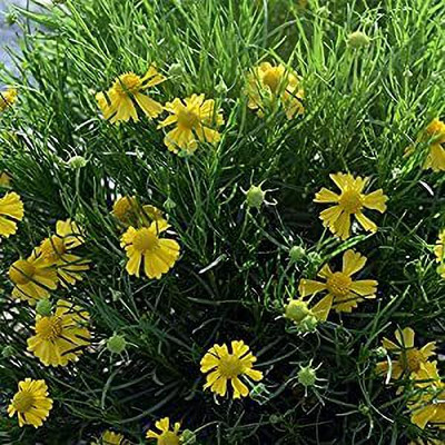 Aywal Coreopsis flower Seed(50 per packet)