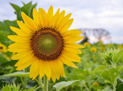 BDSresolve Big sunflower seeds PACK OF 39 Seed(29 per packet)
