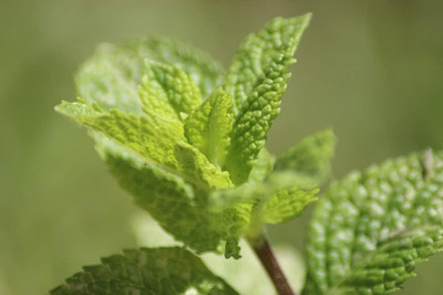 Qualtivate PUAS-7A Mojito Mint Seeds Seed(200 per packet)