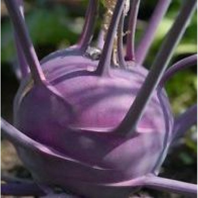 XOLDA knol-knol purple Seed(42 per packet)