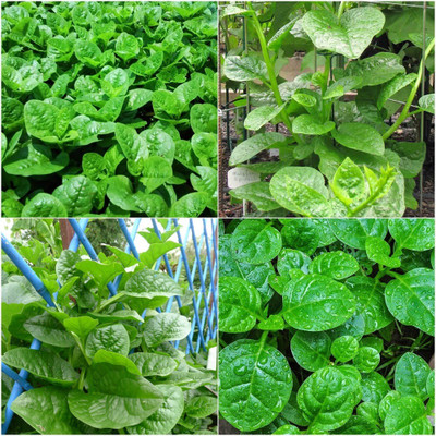 Arshiayat Malabar spinach seed Seed(32 per packet)