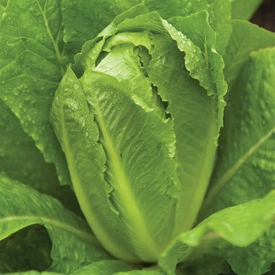 CYBEXIS XL-97 - Paris White Cos Lettuce - (1350 Seeds) Seed(1350 per packet)