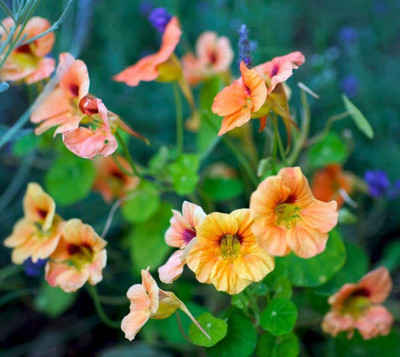 CYBEXIS Nasturtium Alaska Orange Seeds Seed(1 g)