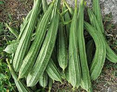 greenfarm Turai seeds Ridge Gourd seeds pure organic ( 75 pcs) green p19 Seed(75 per packet)
