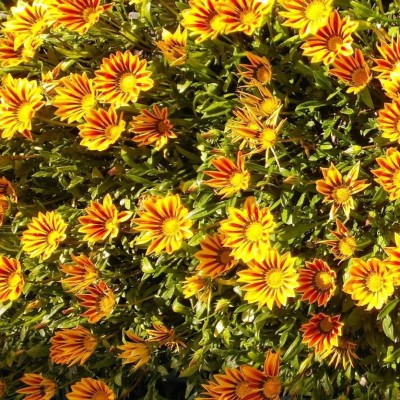 INTRA Gazania rigens Daybreak Red Stripe Seed(200 per packet)