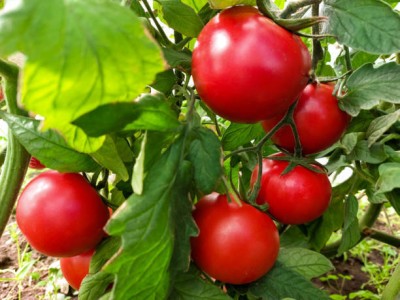 THAMMAR tomato Seed(65 per packet)