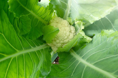 Technogym white cauliflower,gobhee seeds Seed(14 per packet)