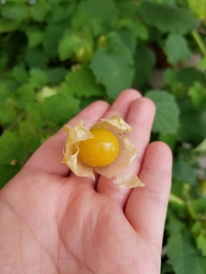 QALANDAR Ground Cherry Garden Candy Seed(50 per packet)