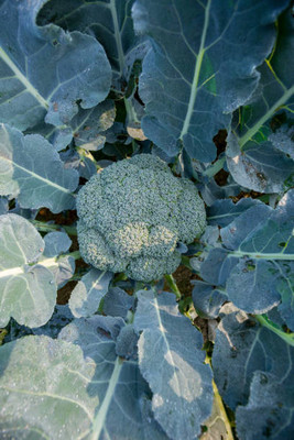 HYBRID MAKHAN GRASS SEEDS white cauliflower,gobhee seeds Seed(10 per packet)