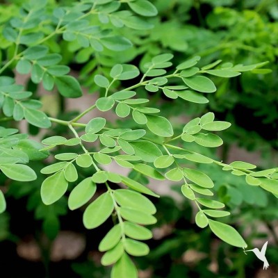 CYBEXIS GUA-15 - Moringa Oleifera Drumsticks PKM Rama 115 - (150 Seeds) Seed(150 per packet)