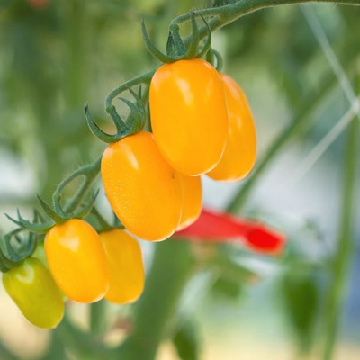 eShoptail Tomato Yellow Grapes Seeds (Tamatar) Seed(5 g)