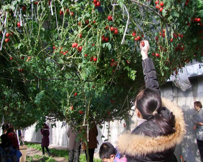 KNESSiN Italian Tree Tomato Seeds Seed(200 per packet)