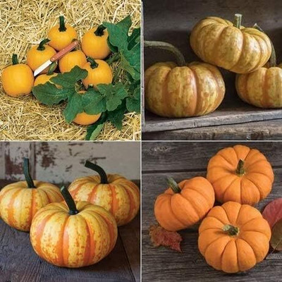 Qualtivate KGF -571 Pumpkin Mini (Multi) 4 Varieties Seed(50 per packet)