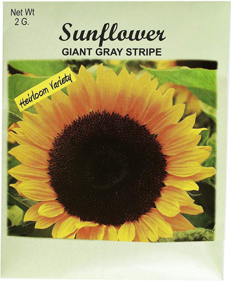 CYBEXIS XLL-69 - Sunflower - (1350 Seeds) Seed(1350 per packet)