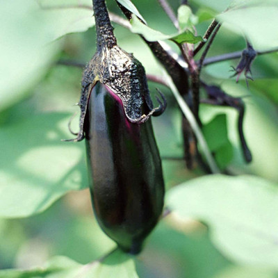 CYBEXIS Eggplant/Brinjal Seeds Rare Vegetables Varieties2400 Seeds Seed(2400 per packet)
